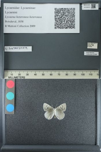Media type: image;   Entomology 183615